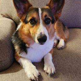 Pembroke Welsh Corgi Puppies from Dream Catcher Corgis