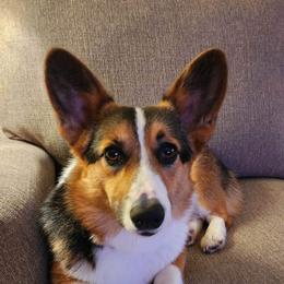 Pembroke Welsh Corgi Puppies from Dream Catcher Corgis