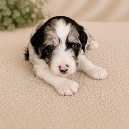 Puppy 3 - Blue merle female Aussiedoodle puppy in Yucaipa, California from Amazing Aussiedoodle and Double Doodles