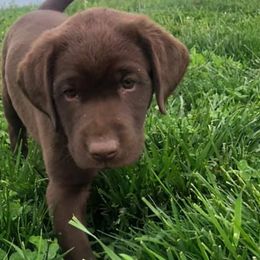 Labrador Retrievers from Rainforest Coastal Labs