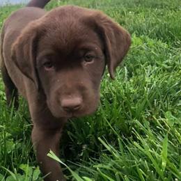 Labrador Retrievers from Rainforest Coastal Labs