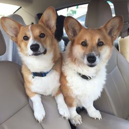 Pembroke Welsh Corgi All Grown Up from Braidwood Corgis