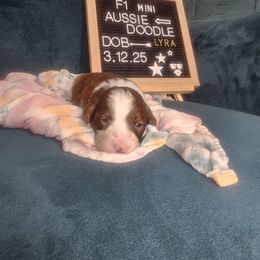 Lyra - Brown and white Aussiedoodle puppy in Fort White, Florida from Jade