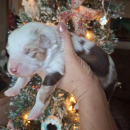 Murphy - Red merle male Miniature Australian Shepherd puppy in Copperas Cove, Texas from Aussies Acre