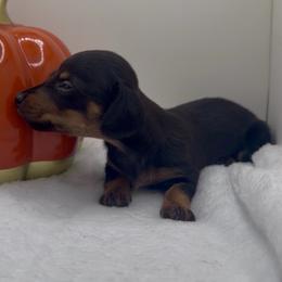 Girl 1 - Black and tan female Dachshund puppy in Bakersfield, California from KC Doxies