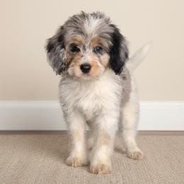 Teddy - Merle male Springerdoodle puppy in Fargo, North Dakota from Dakota SpringerDoodles