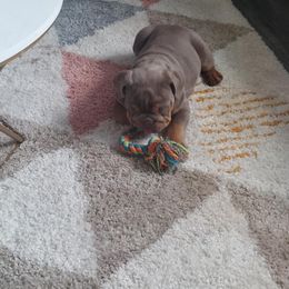 Bulldog Puppies from Luka Brasi Bullies LLC