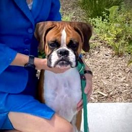 Bunny - Boxer