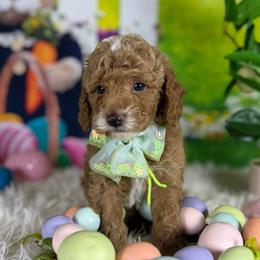Woodstock - Red  male Goldendoodle puppy in Lake Panasoffkee, Florida from Donnas Deluxe Doodles LLC