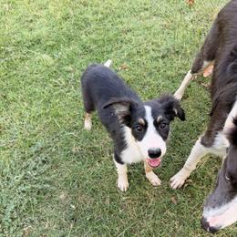 Velo - Tri-color male Border Collie puppy in Granbury, Texas from Rocking H Border Collies
