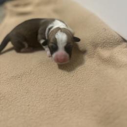 Pistol pete - Sable male Pembroke Welsh Corgi puppy in Huntington, Texas from Flower Hill Farm