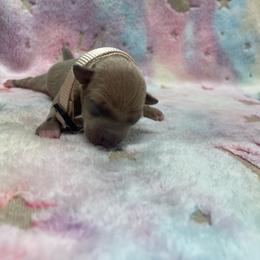 Nico - Blue fawn male Italian Greyhound puppy in Lancaster, Missouri from White Stone Ranch