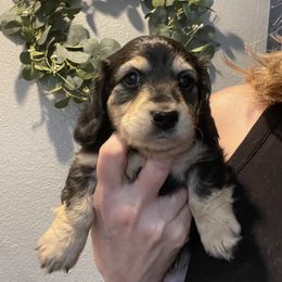 Boy 2 - Black and cream Dachshund puppy in Salem, Oregon from Queen’s  Family Dachshunds