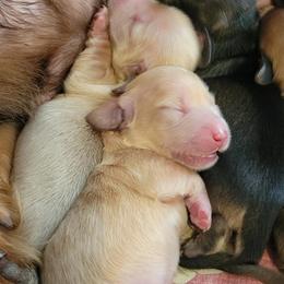 Dachshund Puppies from Bridge Creek Dachshunds