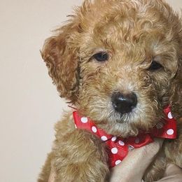 Gift - Bernedoodle puppy in Houston, Texas from Jomelkin Furry Pals