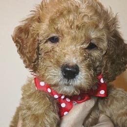 Gift - Bernedoodle puppy in Houston, Texas from Jomelkin Furry Pals