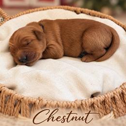 Chestnut - Dark golden male Golden Retriever puppy in San Bernardino, California from Thegoldendreams1