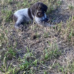 Wirehaired Pointing Griffon Puppies from High Point Griffons
