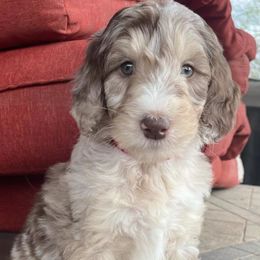 Aussiedoodle, Bordoodle, and Poodle Puppies from Calena’s Doodle Pups