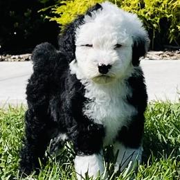 Sheepadoodle Puppies from M&B Puppy Love