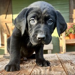 Black Boy Green Collar - Black male Labrador Retriever puppy in Ozark, Arkansas from Middle Ridge Retrievers
