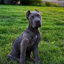 Katana - Gray brindle female Cane Corso puppy in Sandia, Texas from OneTime Cane Corso
