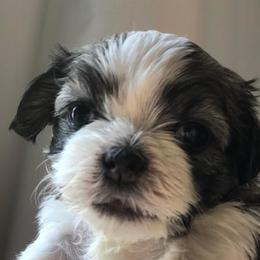 Companion Crosses, Havanese, and Shih Tzus from Growing Whiskers