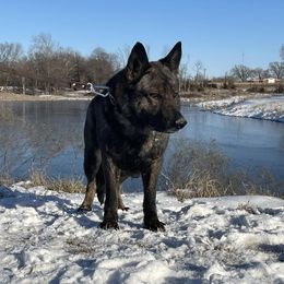 Kata - German Shepherd