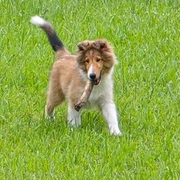Jamie - Sable and white male Shetland Sheepdog puppy in Florida from Costa Del Sol Shelties