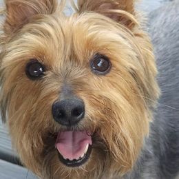 Jack - Yorkshire Terrier