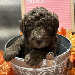 Bernedoodles and Sheepadoodles from Fur-ever Doodles