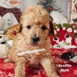 Truffle - Red  male Goldendoodle puppy in Peytno, Colorado from Grace N Faith Doodles