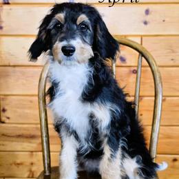 April - Black tri-color female Aussiedoodle puppy in Lancaster, Minnesota from Wilson Cattle Co.