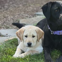 Imnaha - Yellow Labrador Retriever puppy in Independence, Oregon from Buena Vista Labradors