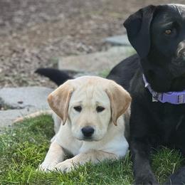 Imnaha - Yellow Labrador Retriever puppy in Independence, Oregon from Buena Vista Labradors