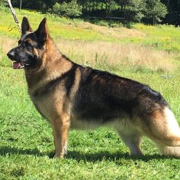 German Shepherds from Pure-Valor German Shepherds