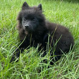 Menchicka (AKC) - Black female Pomeranian puppy in Bamberg, South Carolina from Shakhor Ohr Collies and Pomeranians