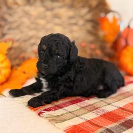 Loretta - Brindle female Poodle puppy in Lavonia, Georgia from Peach Blossom Kennels