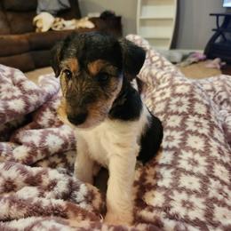 Dasha - White black and tan female Wire Fox Terrier puppy in Melbourne, Arkansas from Ivy Hollow Wire Fox Terriers