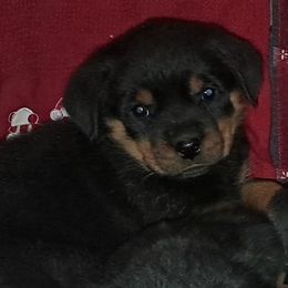 Girl 2 - Black and mahogany female Rottweiler puppy in De Witt, Iowa from Irish Eyes Kennels
