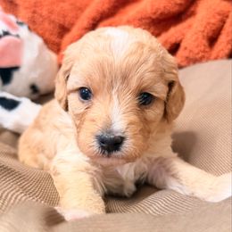 Forrest - Red male Cavapoo puppy in Spokane, Washington from PJE Cavs and Poos