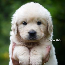 Biscuit - Light golden male Golden Retriever puppy in Hagerstown, Maryland from Pinewood Acres Goldens