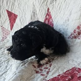 Bernedoodle Puppies from Joyful Pastures Homestead