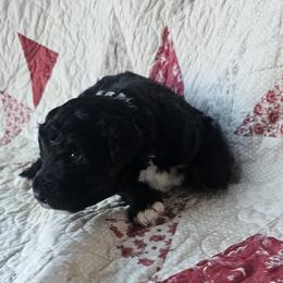 Bernedoodle Puppies from Joyful Pastures Homestead