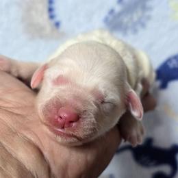 Petite boys - Cream male Goldendoodle puppy in Austin, Texas from Austin Doodles & Poodles