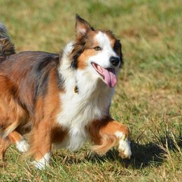 English Shepherd All Grown Up from Shepherd's Way