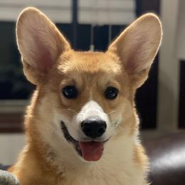 American Corgis and Pembroke Welsh Corgis from Rawson Ridge Corgis