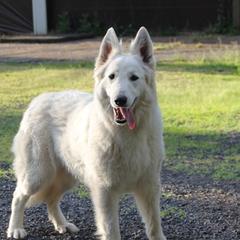 Lucy - Berger Blanc Suisse