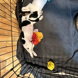 Jack Russell Terrier Puppies from Bagg End Jack Russell Terriers