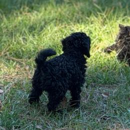 Grace - Black female Poodle puppy in Florence County, South Carolina from Modern Family Standards